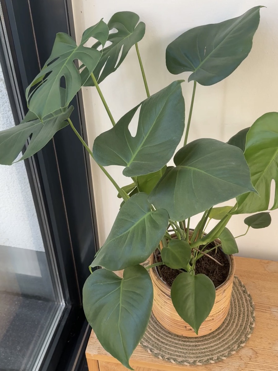 Eine Monstera mit großen, geschlitzten Blättern in einem Korbtopf am Fenster